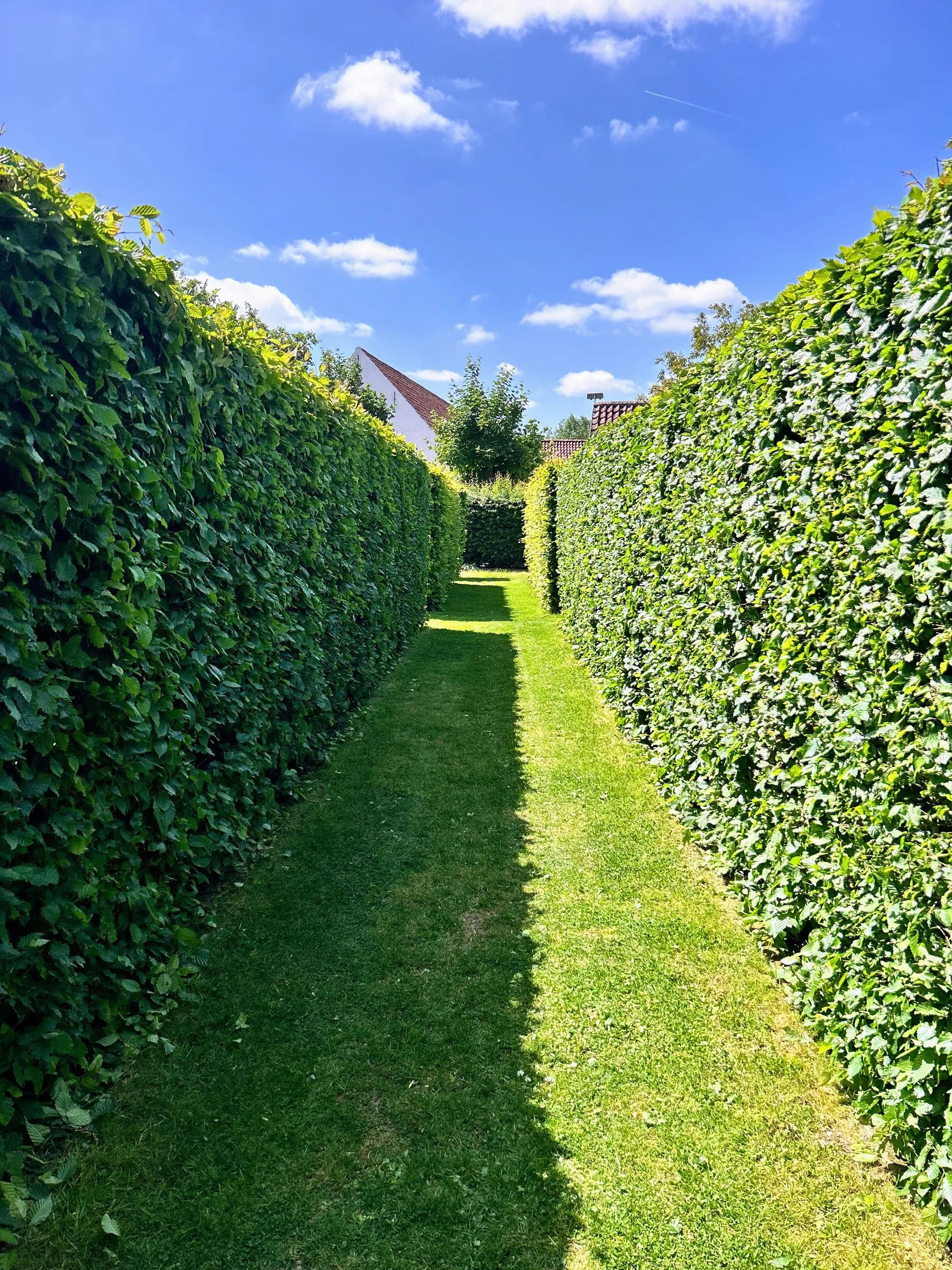 Geschoren hagen en vormsnoei in een onderhouden tuin door L&R Projects