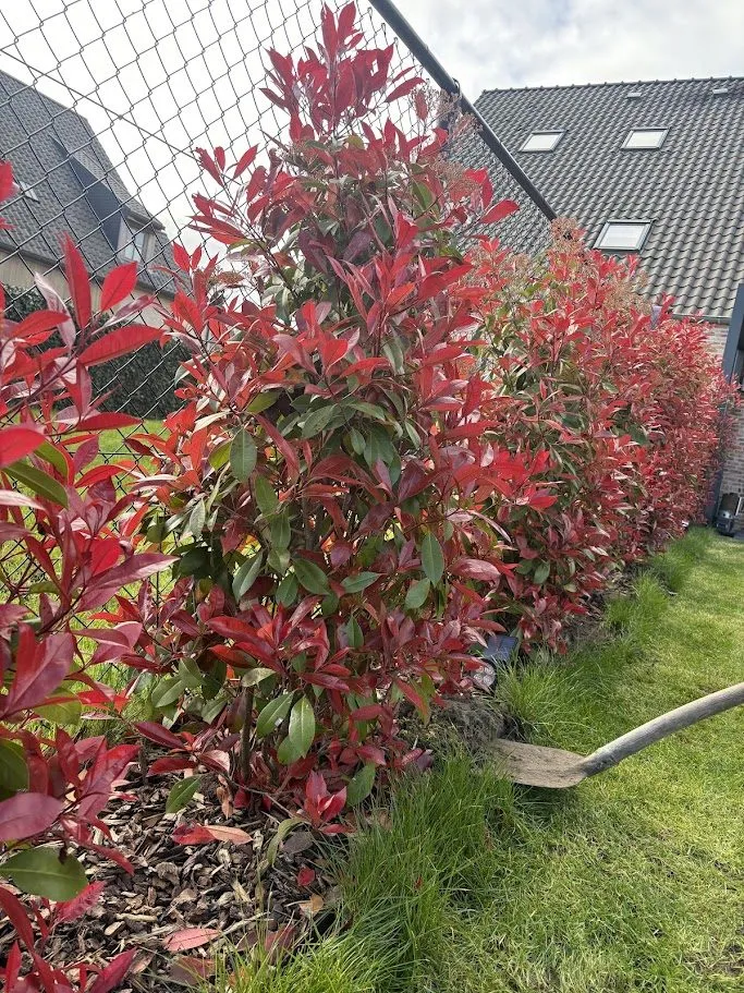 Heraanleg van een ommuurde tuin met nieuwe borders en beplanting door L&R Projects